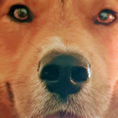 Astral Dog