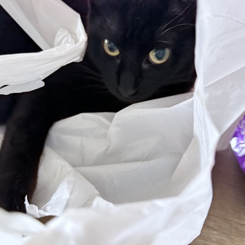 Spread It On Toast Cuz It Jams