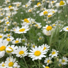 HAVE A NICE DAY (prod.KRID)