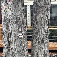 morals w/ alison wales