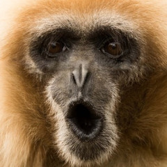 Peanut Butter Monkey (FAWM 2025 demo)
