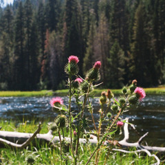 Sycamore Sound Radio Ep 4