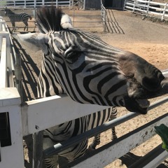 Zebra Brainwave Quorum