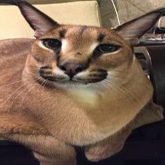 #BBC JoeJoeBands + #BBC Floppa Kick Doe - New Year's Eve Special - PART 2