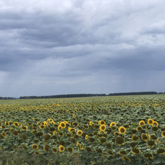 Не звал к себе я