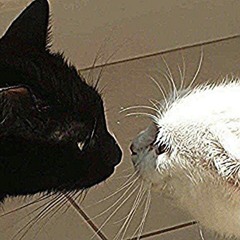 CERTIFIED HOOD CLASSIC "Goyo"