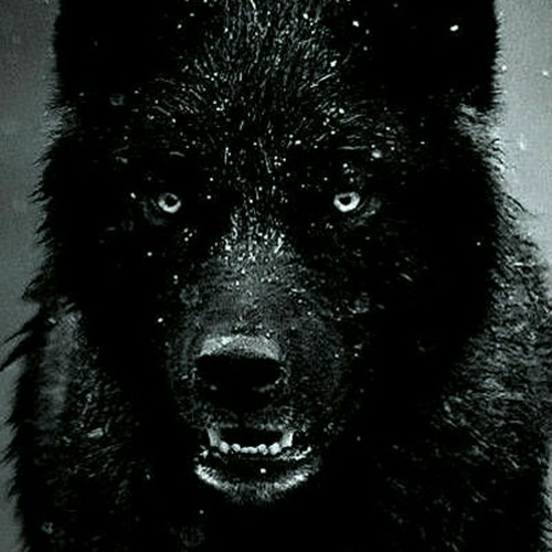 Run With The Hunted