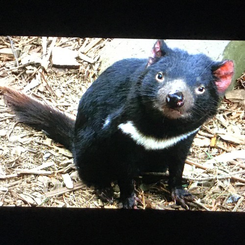 Stream Conservation Corner 01 Tasmanian Devil by Conservation Corner