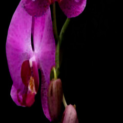 I Will Grow a New Orchid