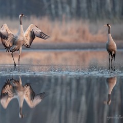 Lullaby of cranes, żurawia kołysanka