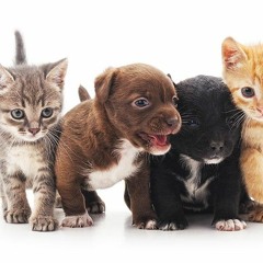 Cats & Dogs - Bigga Tea