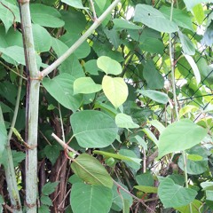 🍃Thesongofgreenaturelish 🌿