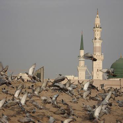 راحت الأطيار تشدو