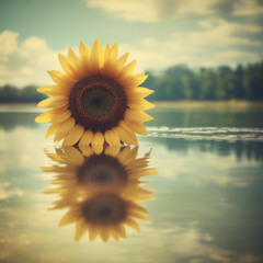 1000 Ánh Mắt - Shiki (Vaporwave V1)