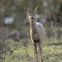 Acid tekno to acidcore