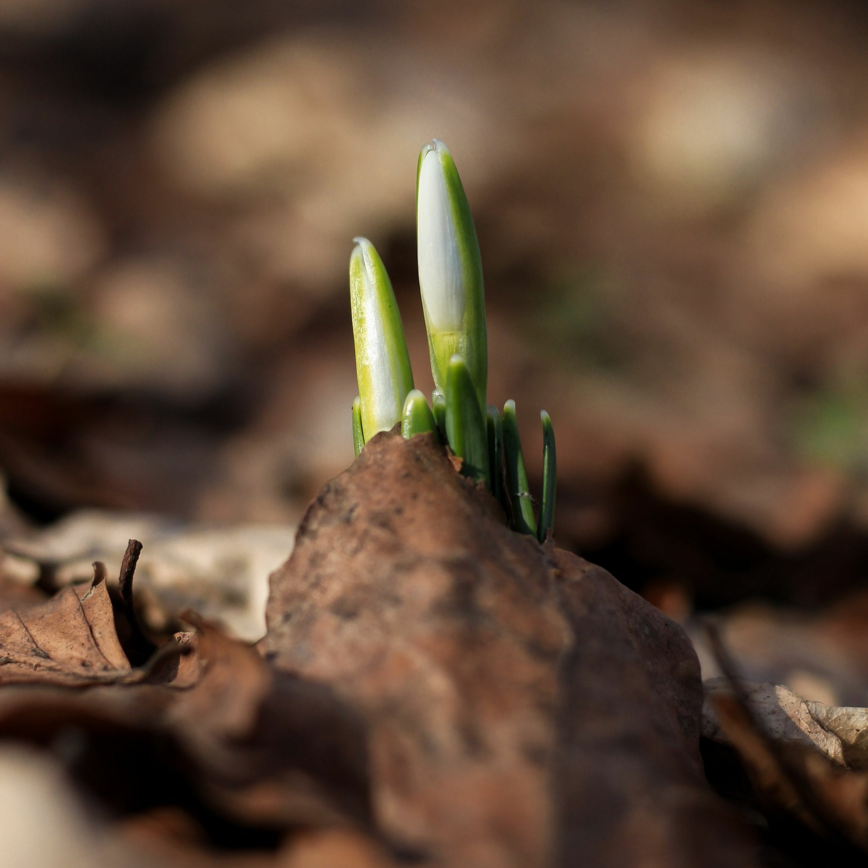 New - Beginnings