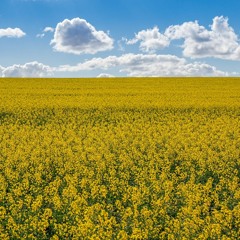 Canola Conversation Evolves