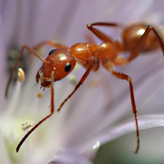 my pet ant