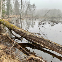 Morning Soundscape at  Ovre Kärret, Tyresta National Park in Sweden.