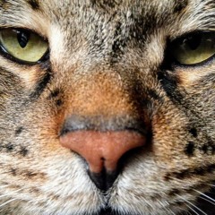 Les Oreilles du Tigre#1