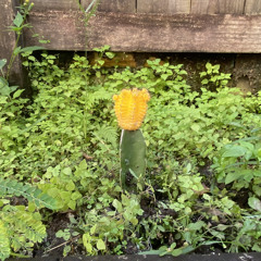 Organic Purpose (Ft. Dior, Loki Star, OOGLY, SiXXXXXX)