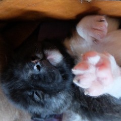 Kayte Cardoo KIDSMUSIC