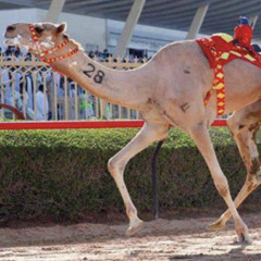 الـو مـرغــم مـسـفـر الـسـنـدوانـه