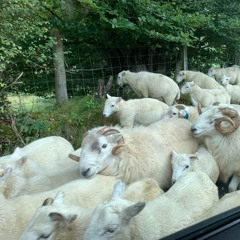 caeau - bwncath .mp3