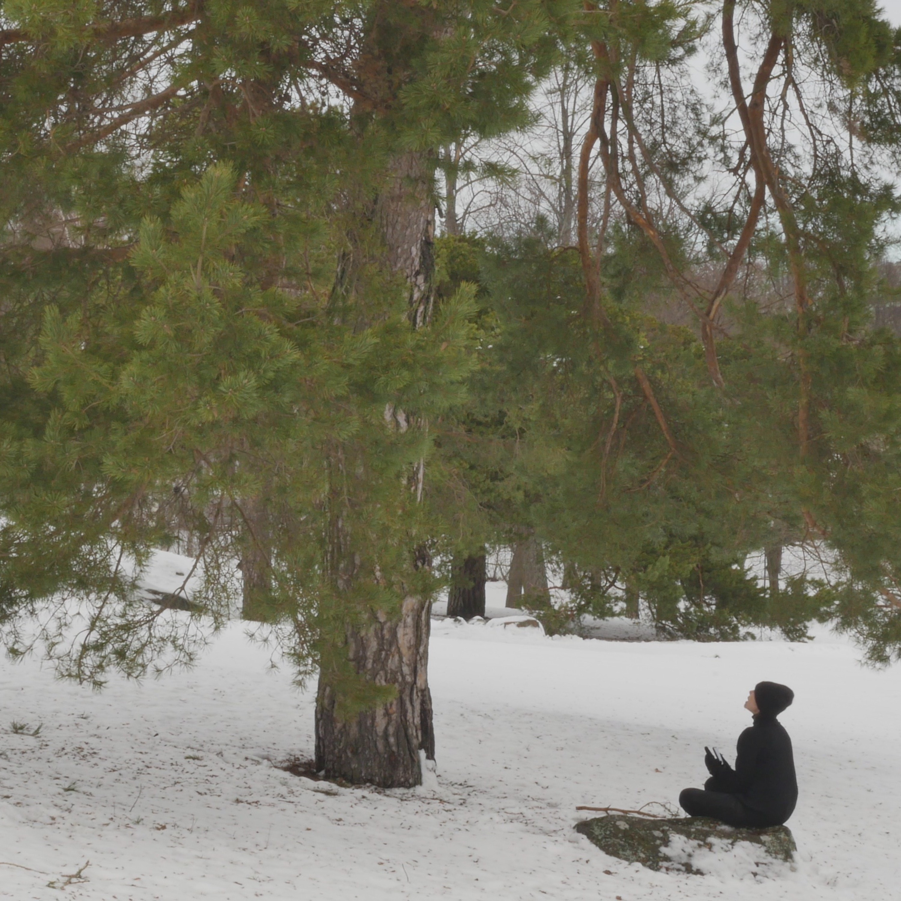 Pondering With A Pine In The Park - 4 episode artwork