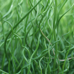 Plante bizarre (demo)