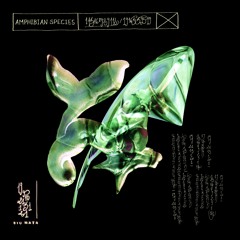Siu Mata - Amphibian Species