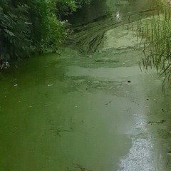 axolotl (iPhone demo)