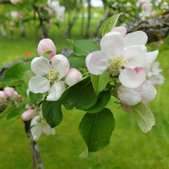 Ilgu Zeme/ Land of Longing