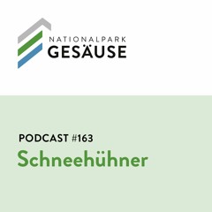 Podcast #163 Schneehendl