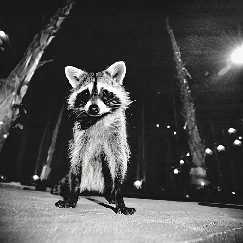 TrashPanda // Miami-Bummel-Techno @Boltenhagen 2023