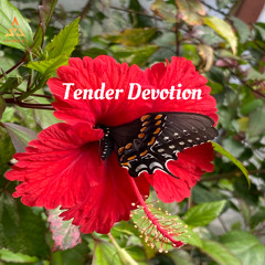 Tender Devotion (Negrotto)