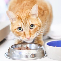 cat food prod Me +nah