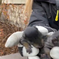 AAAC Wildlife Removal of Fort Worth - Squirrel Removal Fort Worth