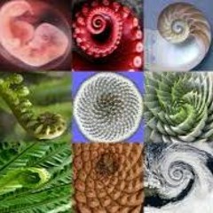 Die Unendlichkeit in einem Sandkorn (Fibonacci)