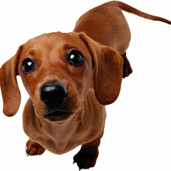 Yo quiero un perro chalchicha