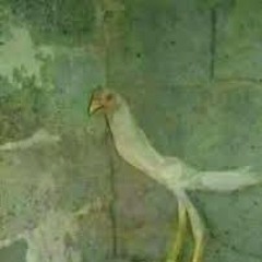 Saaremaa valss (Hardcore brainfark)