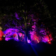 LÉAX - Nocturnal Stroll | Forest to Darkpsy DJ set @ PSYCAMP 2222