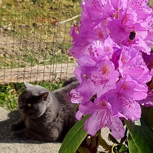 Pure Purr