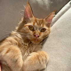 Victory Lap v F*ck It Up (Jet 2 Holiday)