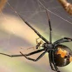 BLACKWIDOW FOOD