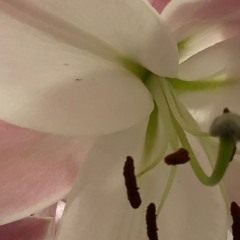 Climate Majorities (shorter 4)