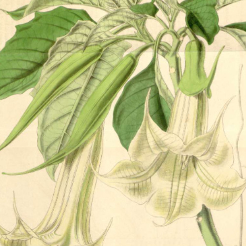 angel's trumpet