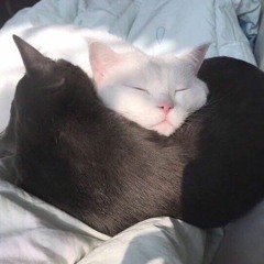 TOGETHER (Low Quality)