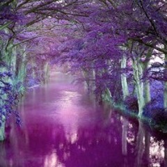 Meraki - Purple Nightmares