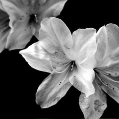 the way life goes (icon)